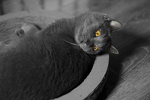 一支金眼的灰色小猫