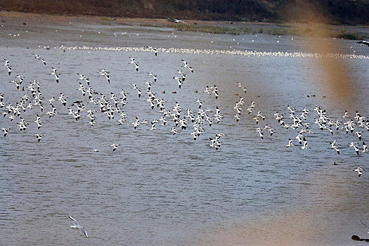 山东省日照市,数万只鸟儿翱翔河滩湿地,场面蔚为壮观