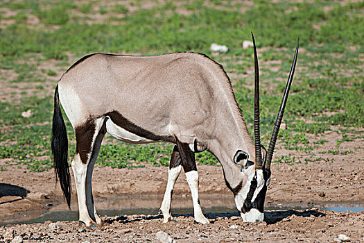 南非大羚羊,羚羊,水坑,卡拉哈迪大羚羊国家公园,北开普,南非,非洲