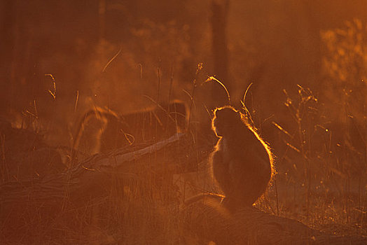 博茨瓦纳,奥卡万戈三角洲,莫瑞米,野生动植物保护区,大狒狒,逆光