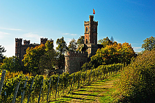 城堡,葡萄园,靠近,地区,巴登符腾堡,德国