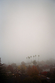 房子,树,雾
