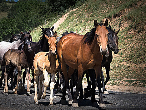 马,牧群,小马,街上,吉尔吉斯斯坦,亚洲