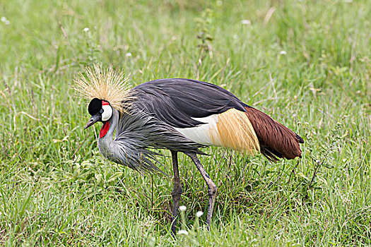 鹤,灰冠鹤,看,捕食,走,草,彩色,鸟,大,金发,顶着,恩戈罗恩戈罗,保护区,坦桑尼亚