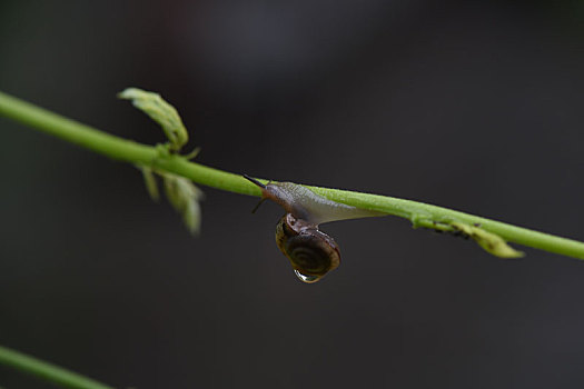 美丽的蜗牛