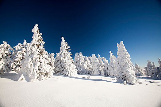 积雪,松树,山