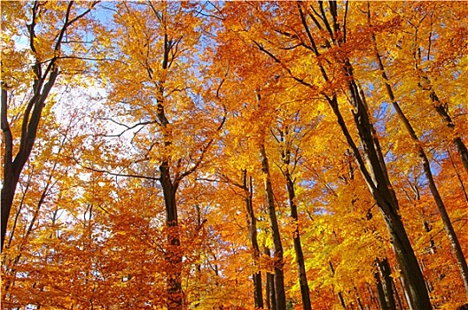 秋季,山毛榉,树林,秋天,35岁