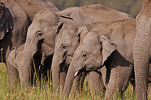 幼兽,印度,亚洲象,国家公园