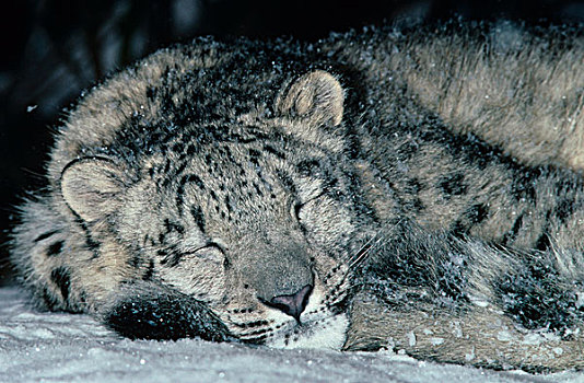 雪,豹,头部,睡觉,老,雌性,幼兽