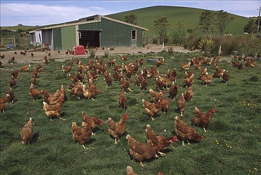 家居,鸡,家鸡,放养,有机农场,北岛,新西兰