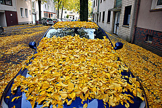 停车,遮盖,秋天,叶子,德国,欧洲