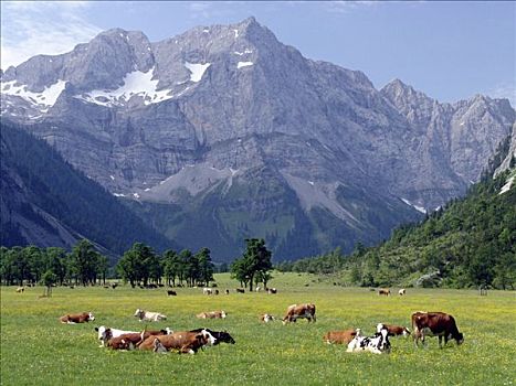 放牧,母牛,自然保护区,大,北方,提洛尔,奥地利