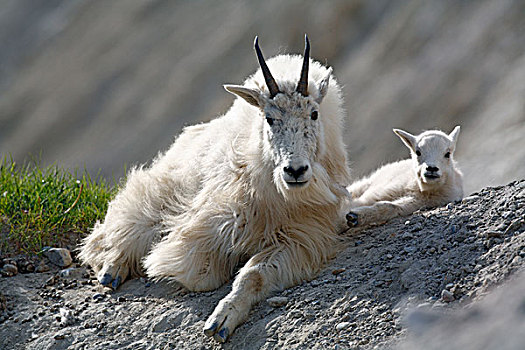 石山羊,雪羊,保姆,落基山,山羊,碧玉国家公园,艾伯塔省,加拿大