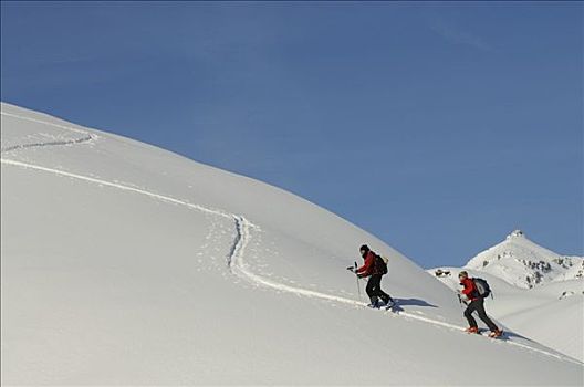 滑雪,漫游者,提洛尔,奥地利,欧洲