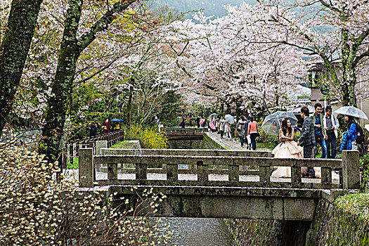 花,樱桃树,小路,京都,关东地区,本州,日本