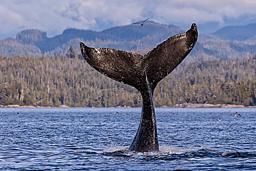 驼背鲸,大翅鲸属,鲸尾叶突,正面,不列颠哥伦比亚省,海岸山脉,海峡,温哥华岛,加拿大