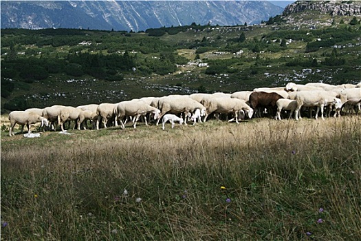绵羊,放牧,山