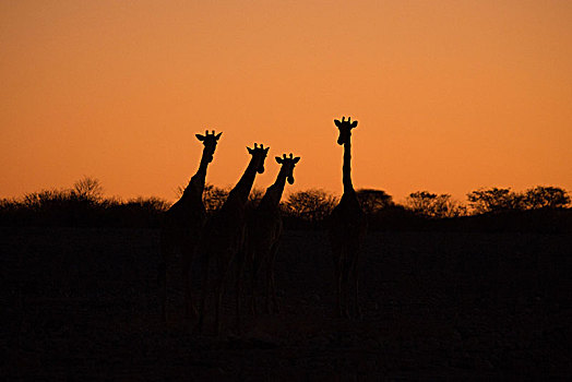 长颈鹿,日落,剪影