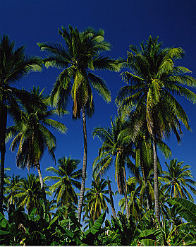 棕榈树,波多黎各,墨西哥