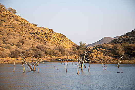 安德里亚,坝,枯木,区域,纳米比亚,非洲