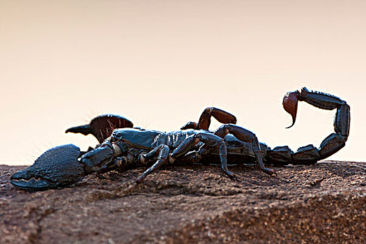 蝎子,侧面视角,爬行动物,公园,国家,林波波省,南非,非洲