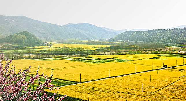 油菜田,山区,风光,春天,田园