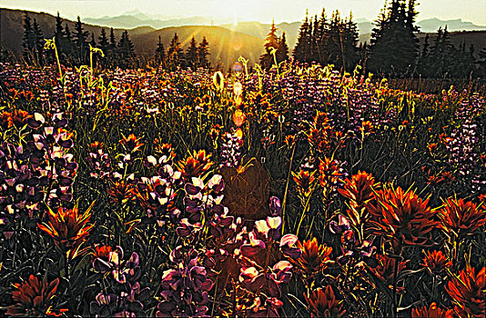 阿尔卑斯草甸,羽扇豆属植物,上油漆,公园,瀑布山,不列颠哥伦比亚省,加拿大