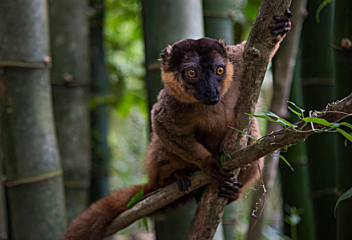 普通,褐色,狐猴,褐色的狐猴,马达加斯加,非洲