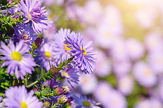 紫罗兰,紫苑属,花,秋天,背景