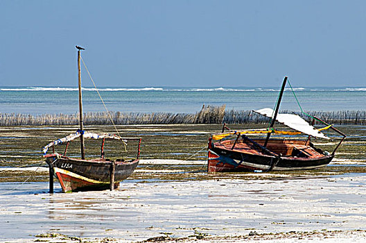 渔船,退潮,海滩,桑给巴尔岛,坦桑尼亚,非洲