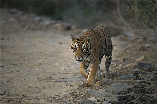 孟加拉虎,虎,看镜头,伦滕波尔国家公园,印度