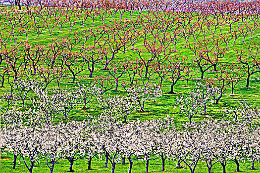 苹果园,开花,奥克纳根谷,不列颠哥伦比亚省,加拿大
