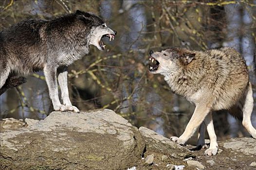 两只狼打架图片