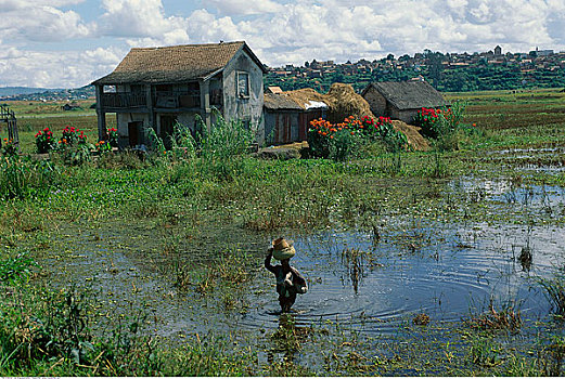 稻田,农舍,马达加斯加