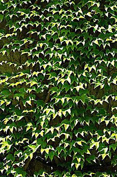 墙上贴满了绿色爬山虎叶子,也被称为波士顿常青藤