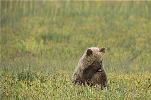 大灰熊,棕熊,幼兽,捂眼,阿拉斯加