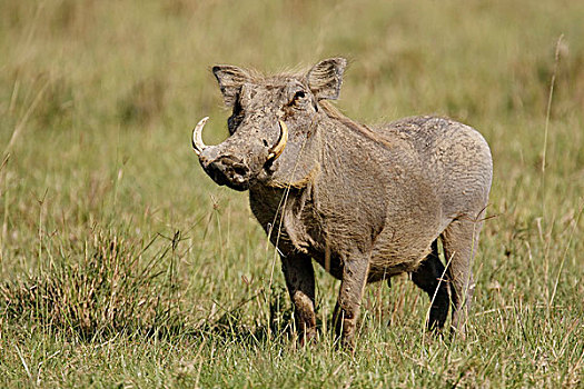 肯尼亚,马赛马拉,纳库鲁湖国家公园,疣猪