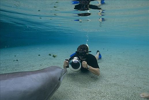 宽吻海豚,摄影师,翻转,夏威夷