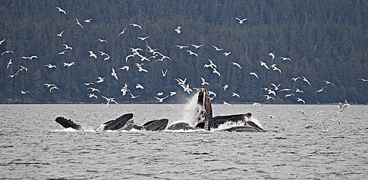 驼背鲸,大翅鲸属,鲸鱼,靠近,朱诺,海鸥,盗窃,鱼,阿拉斯加