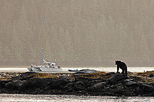 沿岸,大灰熊,棕熊,看,帆船,锚定,湾,大熊雨林,不列颠哥伦比亚省,加拿大