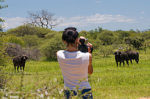 游客,拍摄,非洲,水牛,南非水牛,非洲水牛,自然保护区,林波波河,南非