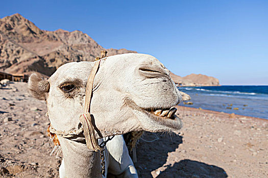 骆驼,头部,西奈,埃及,非洲