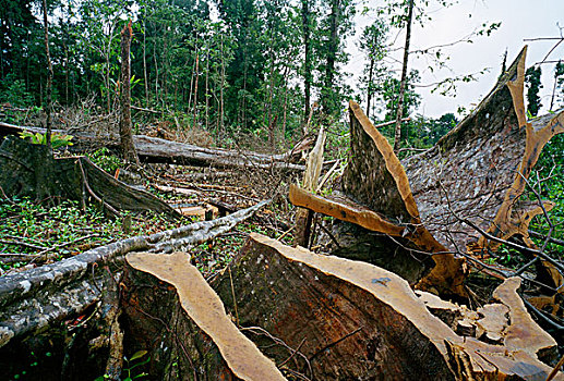 雨林,毁坏,多米尼克,向风群岛,小安的列斯群岛,加勒比