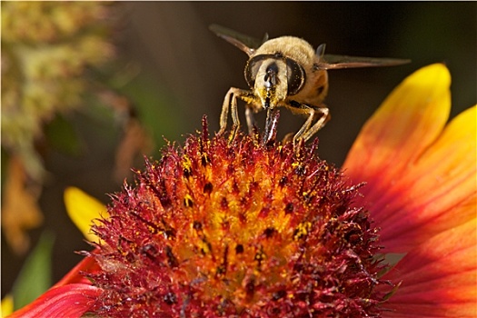 蜜蜂,彩色,花