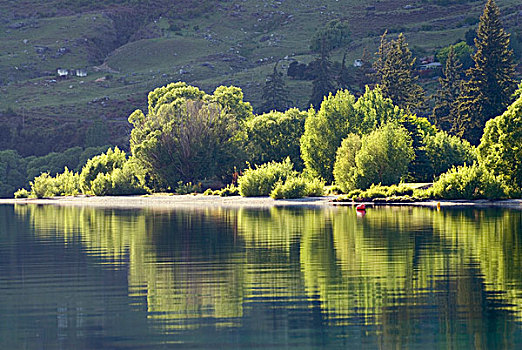 树,岸边,反射,平静,水,瓦纳卡湖,南岛,新西兰
