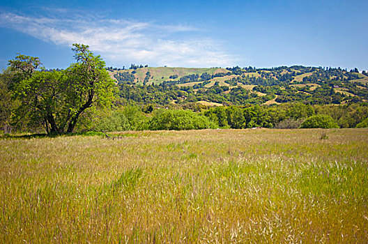 草地,树,山,加利福尼亚,美国