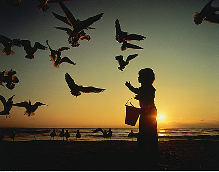 男孩,鸟,海滩,日落