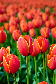 红色,荷兰,郁金香,郁金香属,开花,球茎,地点,早春,荷兰南部