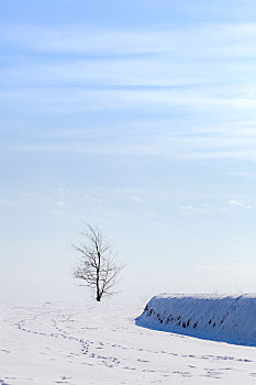 雪地田埂一棵树