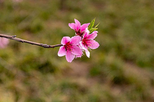 春暖花开